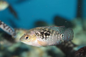 Jack Dempsey aquarium fish